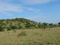 Serengeti -