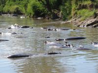 Serengeti - Nilpferde