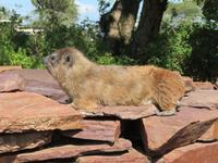 Serengeti - Schliefer