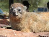 Serengeti - Schliefer