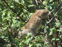 Serengeti - Schliefer