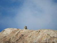 Serengeti - Schliefer