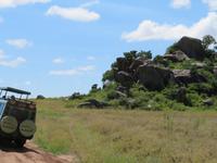 Serengeti - Massai Koppis