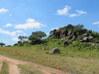 Serengeti - Massai Koppis