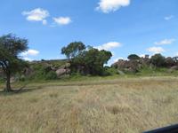 Serengeti - Massai Koppis