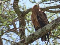 Serengeti - Raubadler