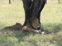 Serengeti - Löwenpaar