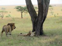 Serengeti - Löwenpaar