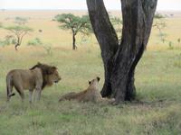 Serengeti - Löwenpaar