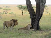 Serengeti - Löwenpaar