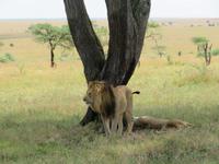 Serengeti - Löwenpaar