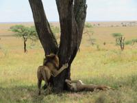 Serengeti - Löwenpaar