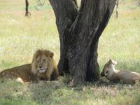 Serengeti - Löwenpaar