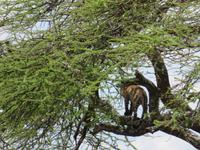 Serengeti - Leopard auf dem Baum