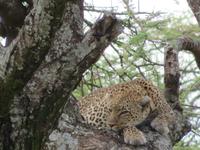 Serengeti - Leopard auf dem Baum