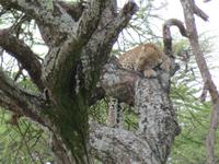Serengeti - Leopard auf dem Baum