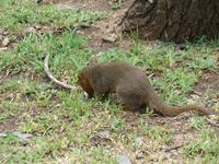 Serengeti - Zwergmanguste