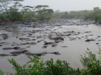 Serengeti - Nilpferde