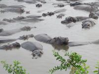 Serengeti - Nilpferde