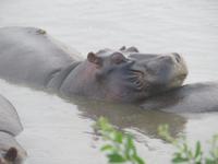 Serengeti - Nilpferde