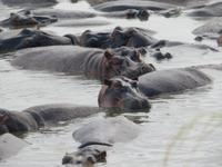 Serengeti - Nilpferde