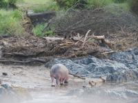 Serengeti - Nilpferde