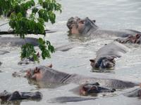 Serengeti - Nilpferde