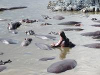 Serengeti - Nilpferde