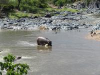 Serengeti - Nilpferde