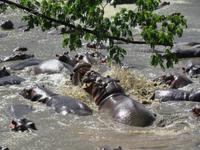 Serengeti - Nilpferde