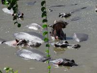 Serengeti - Nilpferde