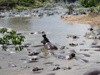 Serengeti - Nilpferde