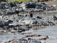 Serengeti - Nilkrokodil