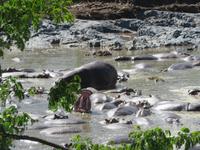 Serengeti - Nilpferde