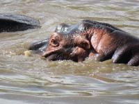 Serengeti - Nilpferde