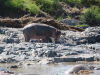 Serengeti - Nilpferde