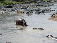 Serengeti - Nilpferde