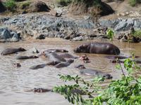 Serengeti - Nilpferde