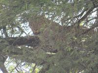 Serengeti - Leopard im Baum
