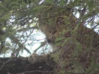 Serengeti - Leopard im Baum