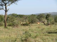 Abschied von der  Serengeti 