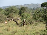 Abschied von der  Serengeti 
