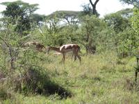 Abschied von der  Serengeti 