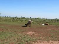 Abschied von der  Serengeti 