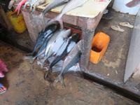 Stone Town - Fisch-Markt