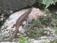 Blue Bay Beach Resort - Echse