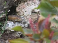 Blue Bay Beach Resort - Echse