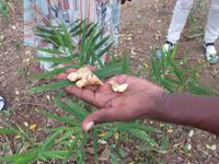 Besuch Gewürzfarm - Ingwer