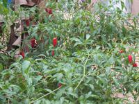 Besuch Gewürzfarm - Paprika