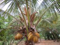 Besuch Gewürzfarm - Kokosnüsse